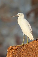 Pacific Reef-Heron